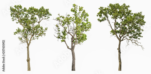 Big tree isolated on white background. photo