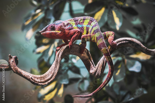 Chameleon on a branch