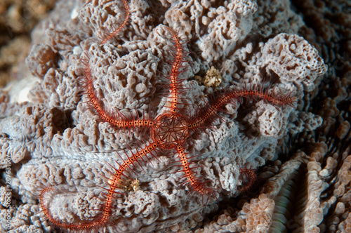 Brittle starfish  Ophiothrix sp.  Flores Indnoesia