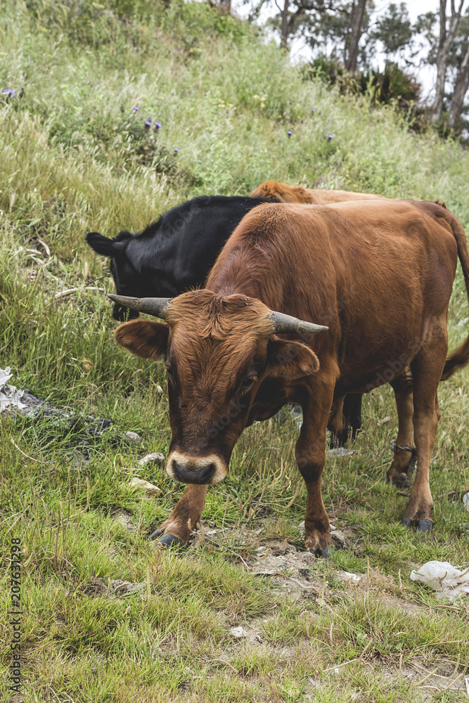 Fototapeta premium free cows in the field