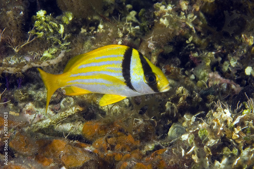 Porkfish, Anisotremus virginicus, Tobacco Cay Belize.