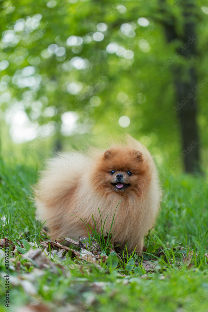 Pomeranian dog walking in the summer park. Beautiful dog