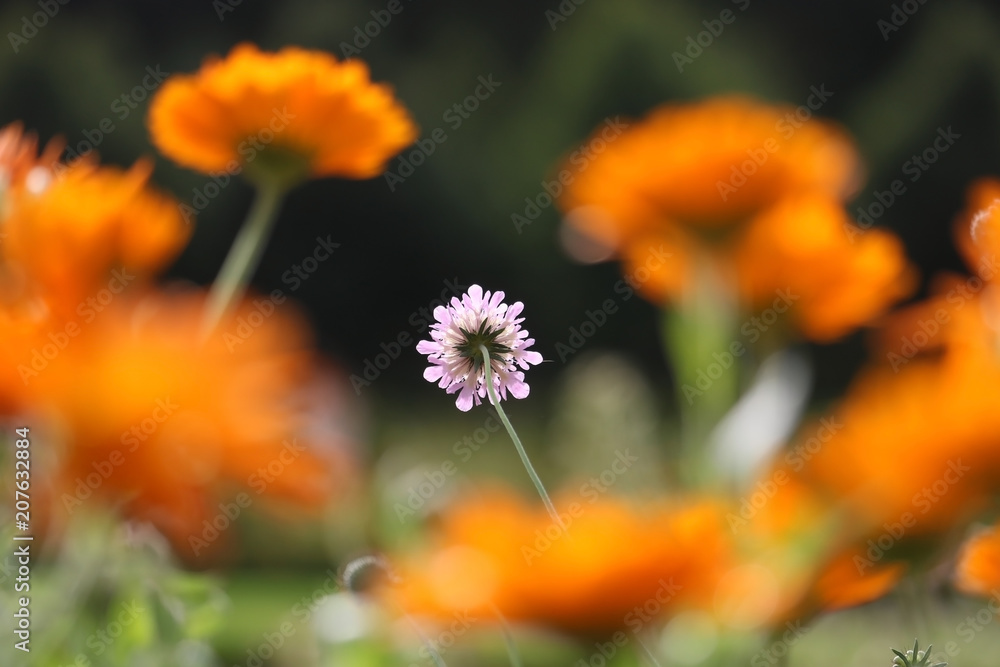 bright pink pincushion flower (scabiosa lucida) in the sun surrounded by blurry orange colored pot marigold (calendula officinalis) blossoms bright pink pincushion flower (scabiosa lucida) in the sun surrounded by blurry orange colored pot marigold (calendula officinalis) blossoms