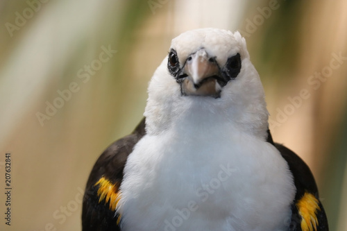 Head of a white-headed buffalo weaver, dinemellia dinemelli in frontal view photo