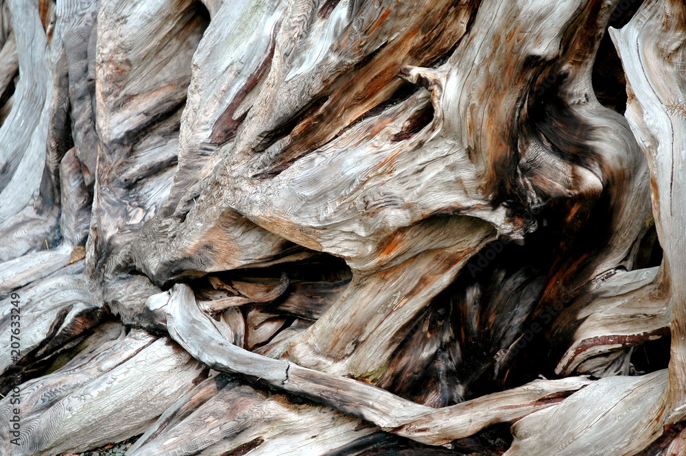 Tree roots abstract spreading in nature outdoors.