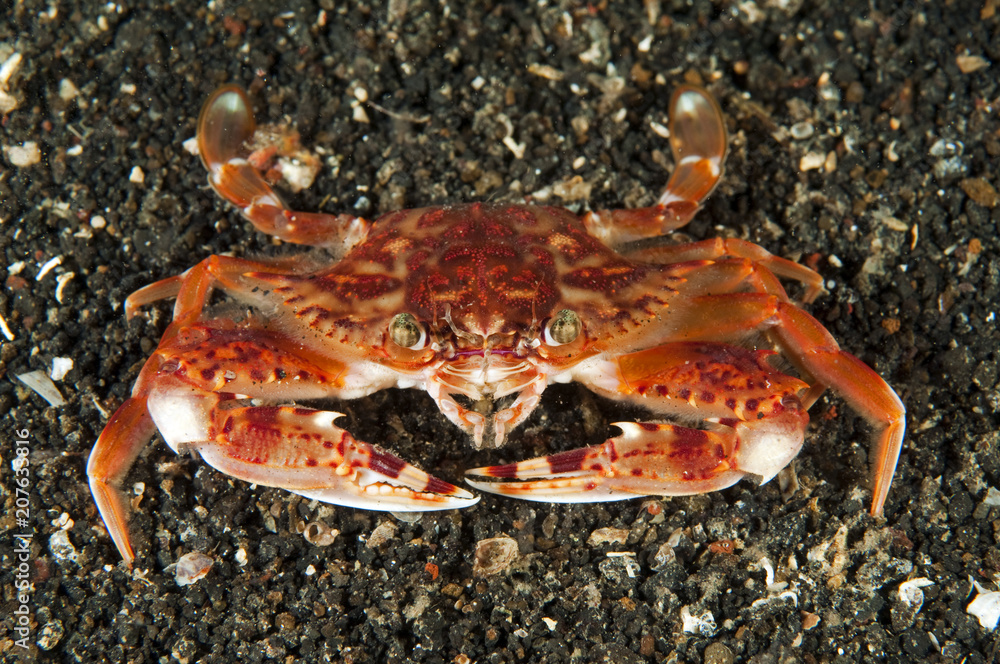 Swimmer crab, Charybdis sp., Sulawesi Indonesia. Swimmer crab, Charybdis sp., Sulawesi Indonesia.