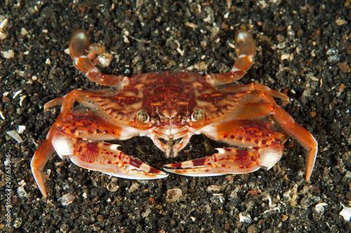 Swimmer crab  Charybdis sp.  Sulawesi Indonesia.