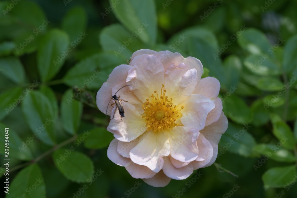 Obraz premium Summer in the City