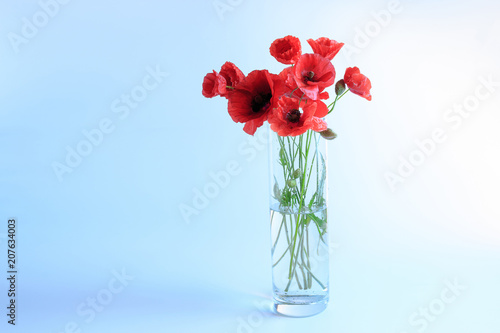 bouquet of red poppies in a glass vase on a blue background
