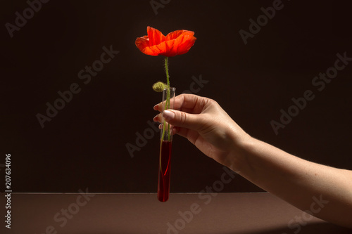Red poppies. The concept of the Remembrance days