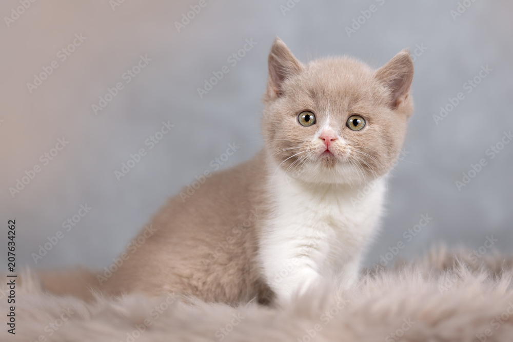 Seltene Farbe _ BKH Kitten in fawn-white
