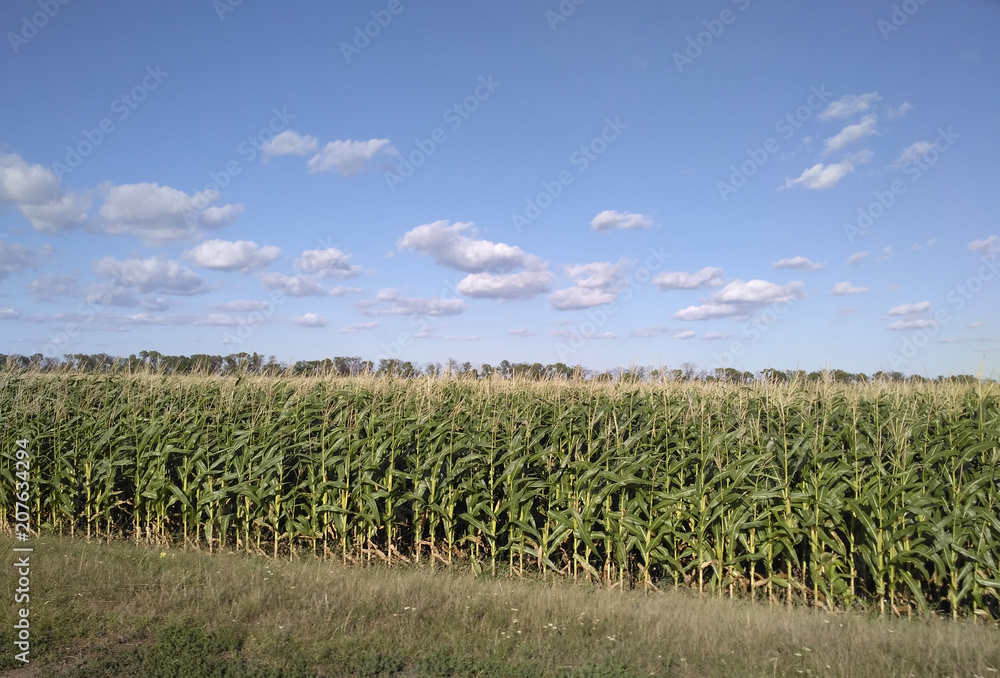 Cornfield, Кукурузное поле
