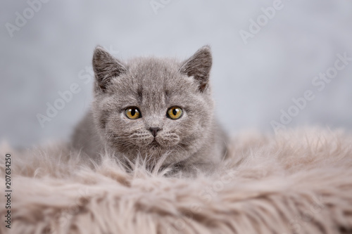 Sieh in meine Augen - kleiner, süßer Kater in blau  © Wabi-Sabi Fotografie