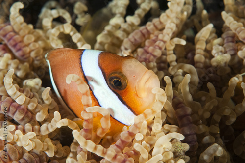 Clark anemonefish  Amphiprion clarkii  in a beaded sea anemone  Sulawesi Indonesia.