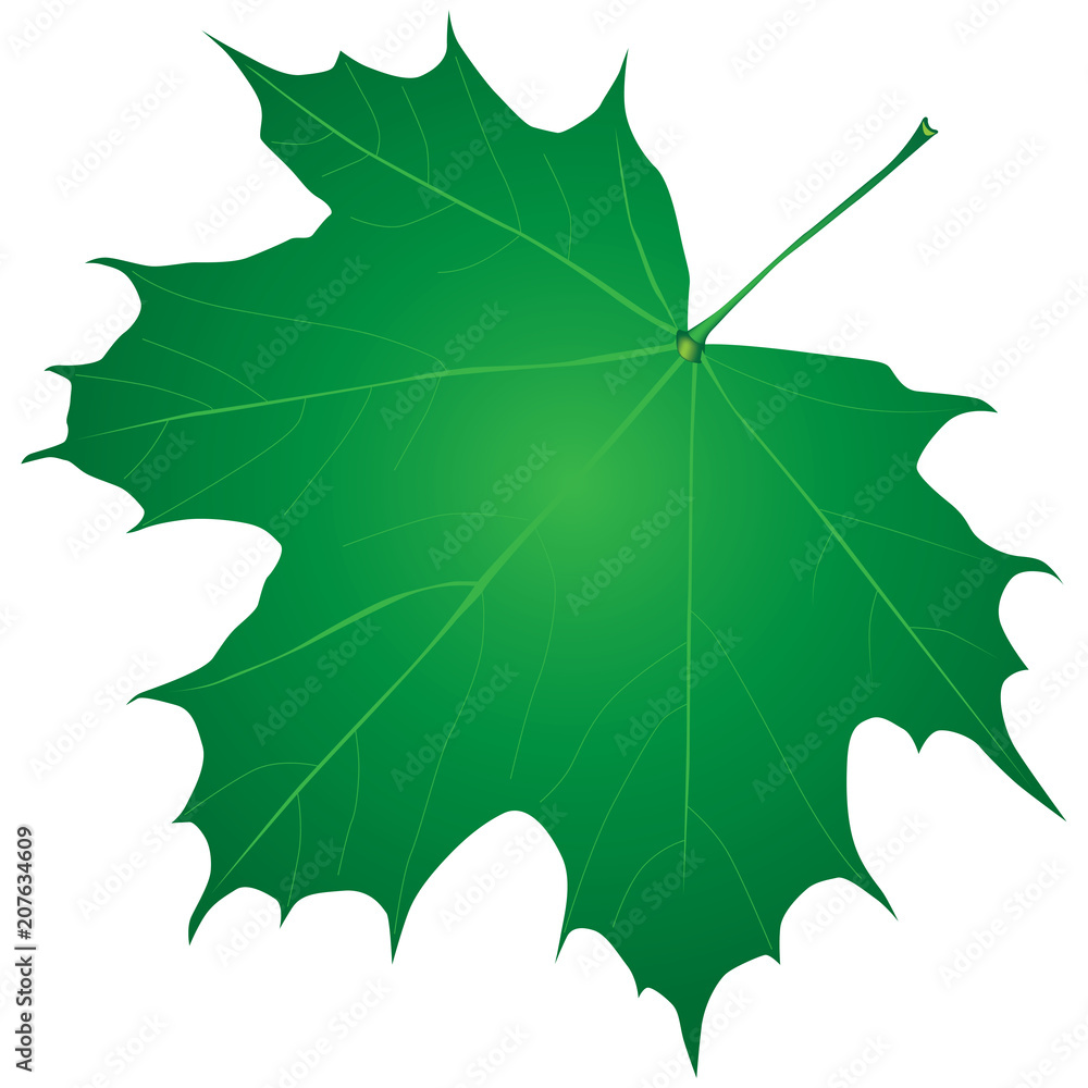 Fototapeta premium Green maple leaf