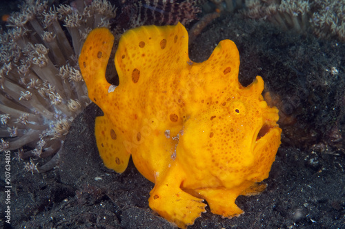 Giant frogfish, Antennarius commersoni, Sulawesi Indonesia. photo