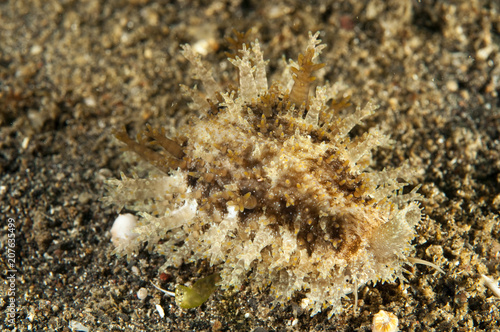 Cowrie, Erosaria helvola, Sulawesi Indonesia. © anemone