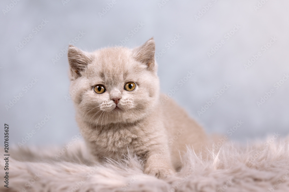 Wie auf Wolken - Kitten BKH in seltener Farbe fawn