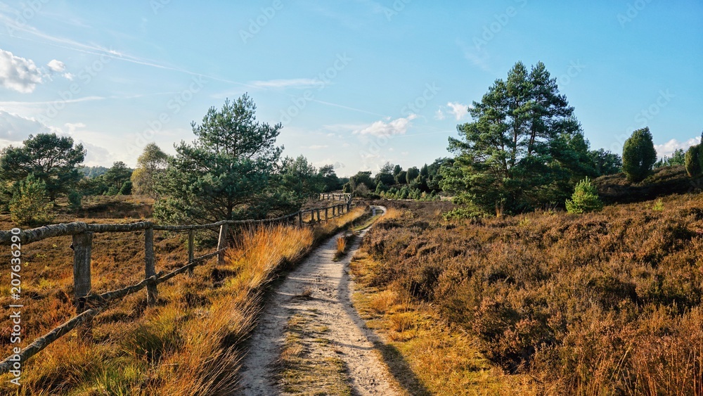 Weg - Landschaft - Lüneburger Heide im Herbst