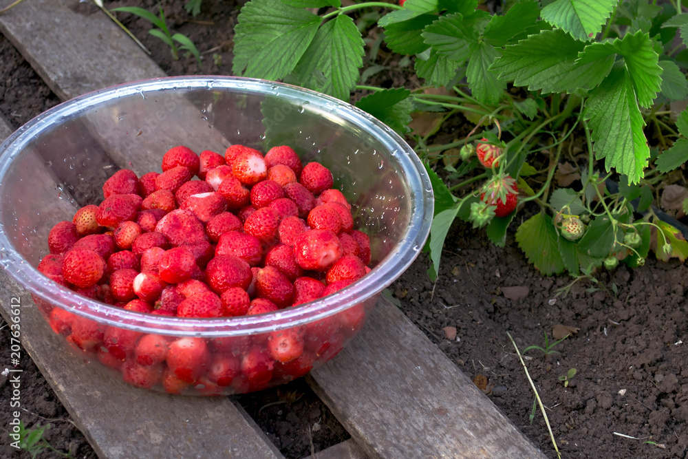 a bush of strawberries with red ripe berries in the garden and a harvested crop standing next to in a cup a bush of strawberries with red ripe berries in the garden and a harvested crop standing next to in a cup