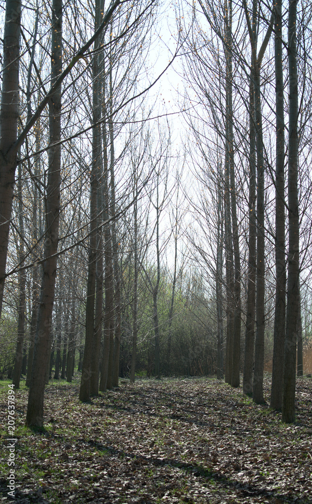 Fototapeta premium Treeline drzew brzozowych