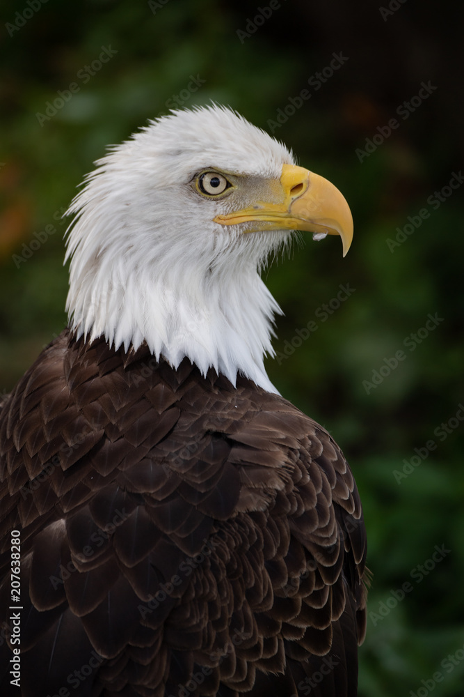 Obraz premium Bald Eagle