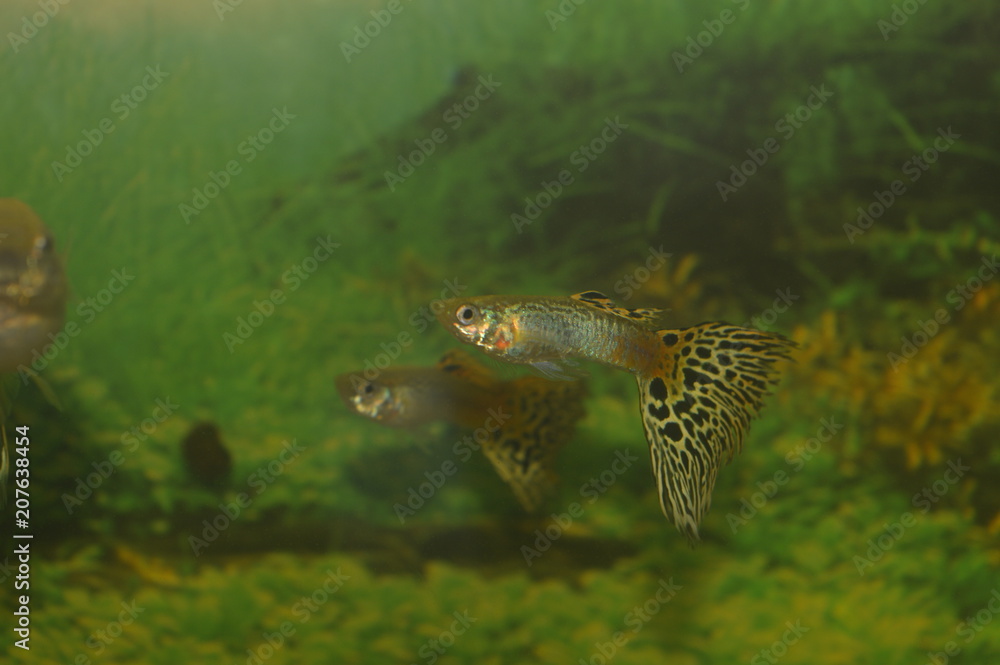Fototapeta premium Fish aquarium guppy
