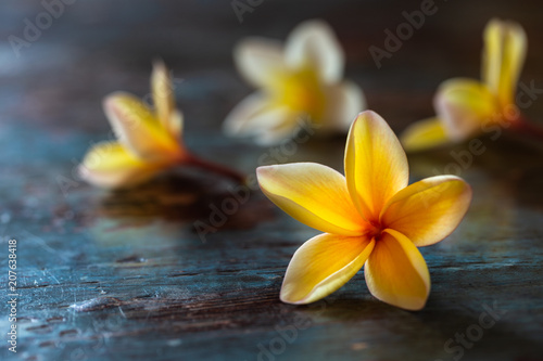 Fototapeta Naklejka Na Ścianę i Meble -  Yellow frangipani (plumeria) flowers on dark blue wooden background