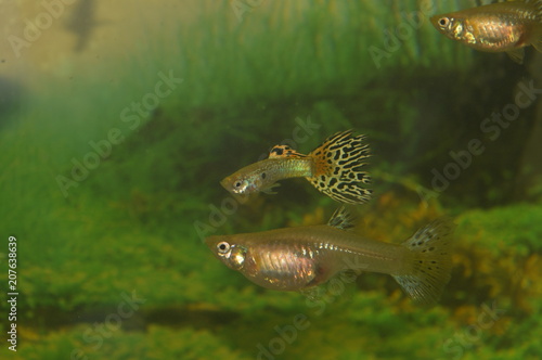 Fish aquarium guppy