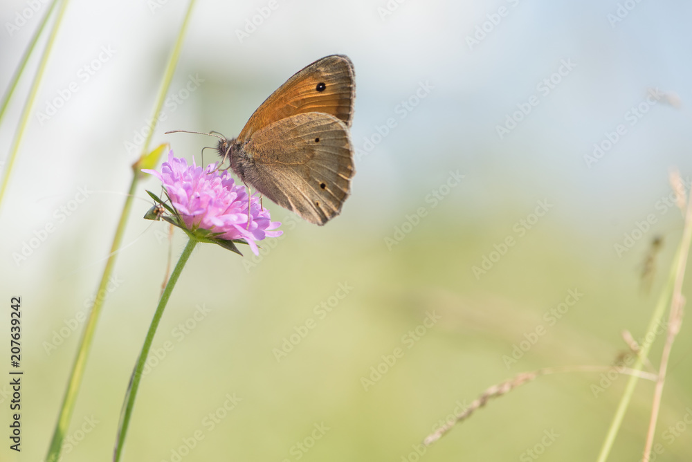 Copper butterfly on the flower Copper butterfly on the flower