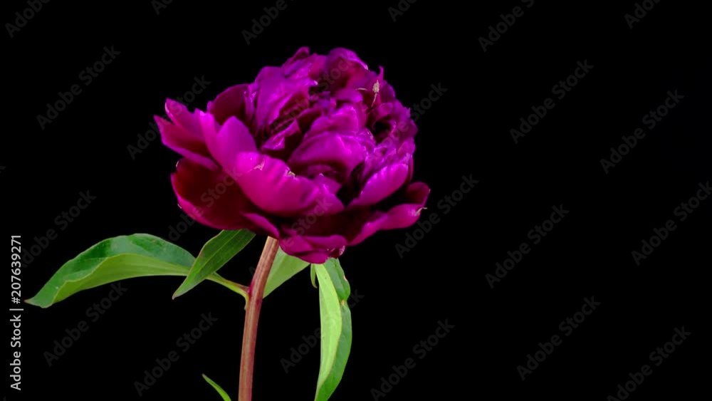 Pink Peony Flower Blooming. Black Background. Timelapse. 4K.
Pink Peony Flower Blooming. Black Background. Timelapse. 4K.