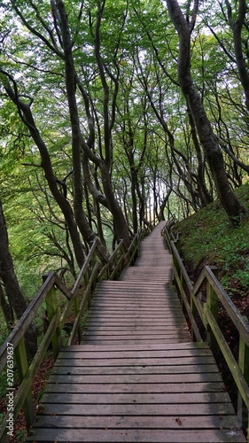 Treppe im Wald in D  nemark