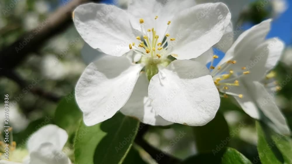 Flowering branches of the cherry tree with beautiful white flowers. Stamens, pistils and leaves. A small wind shakes the branches of the Bush. Macro shooting Flowering branches of the cherry tree with beautiful white flowers. Stamens, pistils and leaves. A small wind shakes the branches of the Bush. Macro shooting