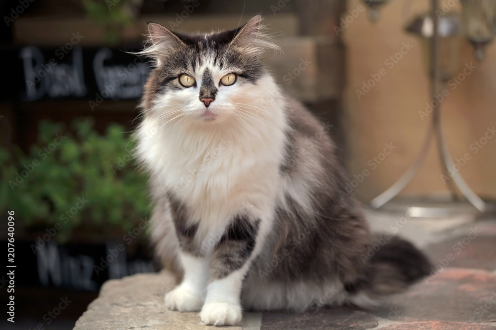 wunderschöne Maine-Coon Katze starrt Dich an