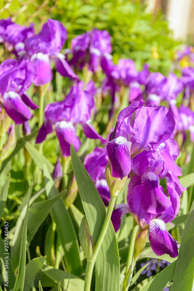 Close up of purple Japanese iris flowers