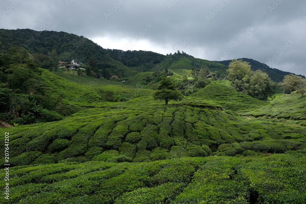 Teeplantage Malaysia 