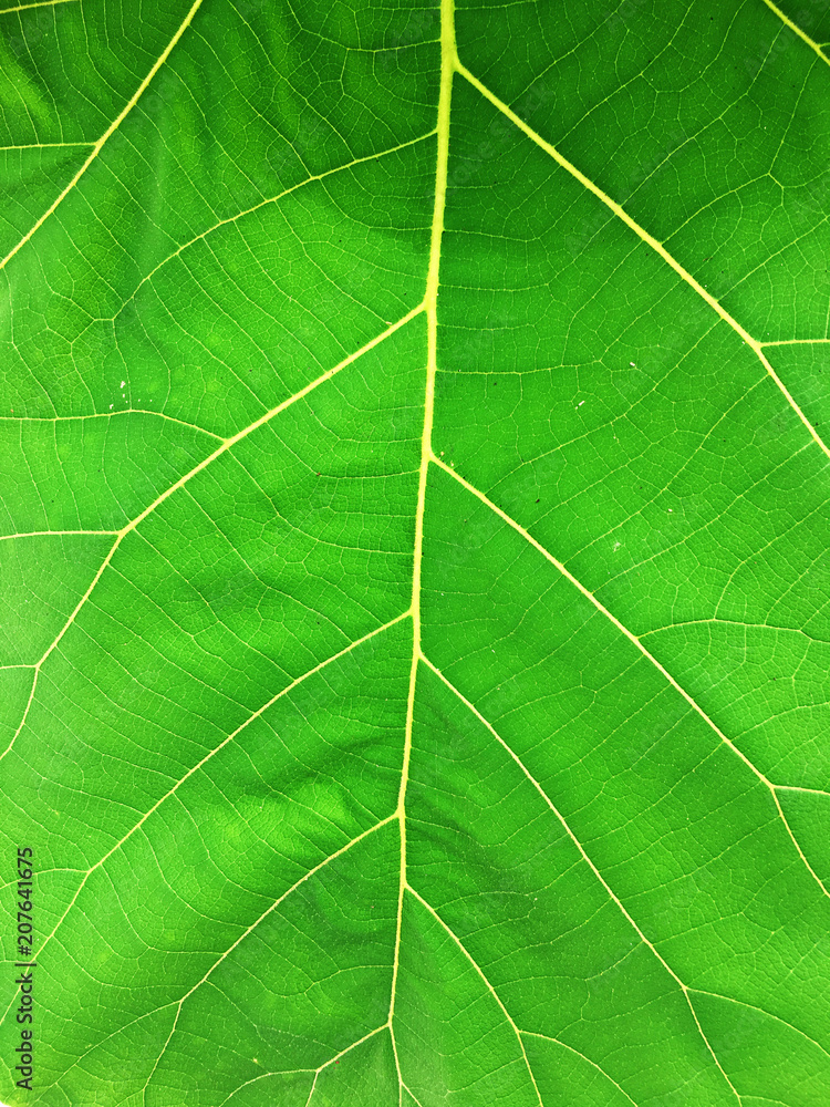 green leaf texture of a plant close up green leaf texture of a plant close up
