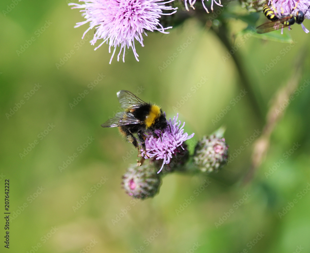 early bumblebee or early nesting bumblebee (Bombus pratorum) early bumblebee or early nesting bumblebee (Bombus pratorum)