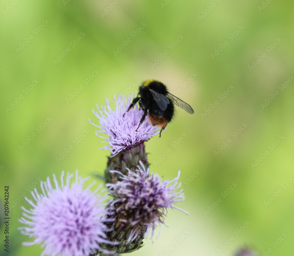 early bumblebee or early nesting bumblebee (Bombus pratorum) early bumblebee or early nesting bumblebee (Bombus pratorum)