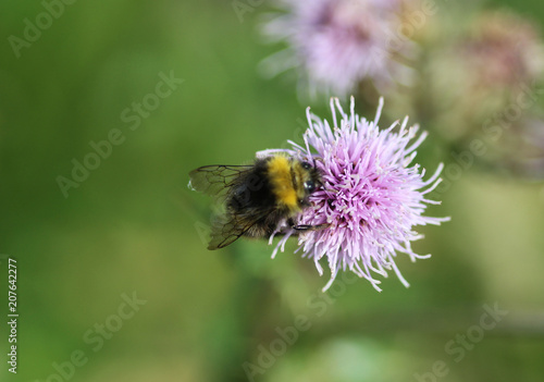 early bumblebee or early nesting bumblebee (Bombus pratorum)