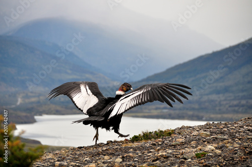 Male Andean condor (Vultur gryphus) in the wild ready to take off, seen in Patagonia, Chile, near Torres del Paine national park