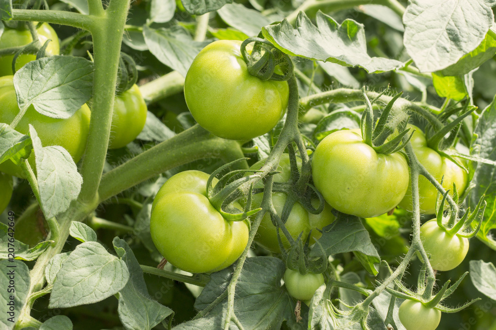 Organic green tomatoes growing on branch in a garden household background, young unripe fruit