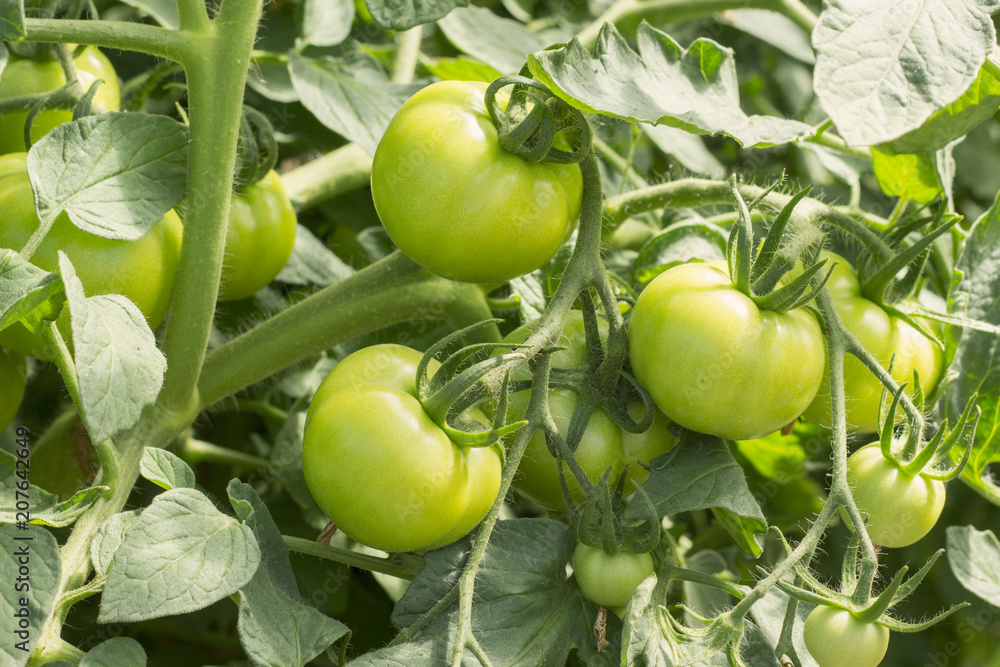 Organic green tomatoes growing on branch in a garden household background, young unripe fruit Organic green tomatoes growing on branch in a garden household background, young unripe fruit