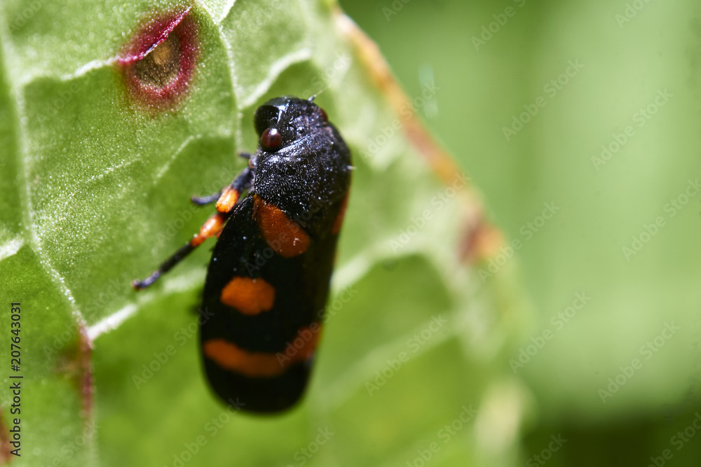 Naklejka premium surprise.