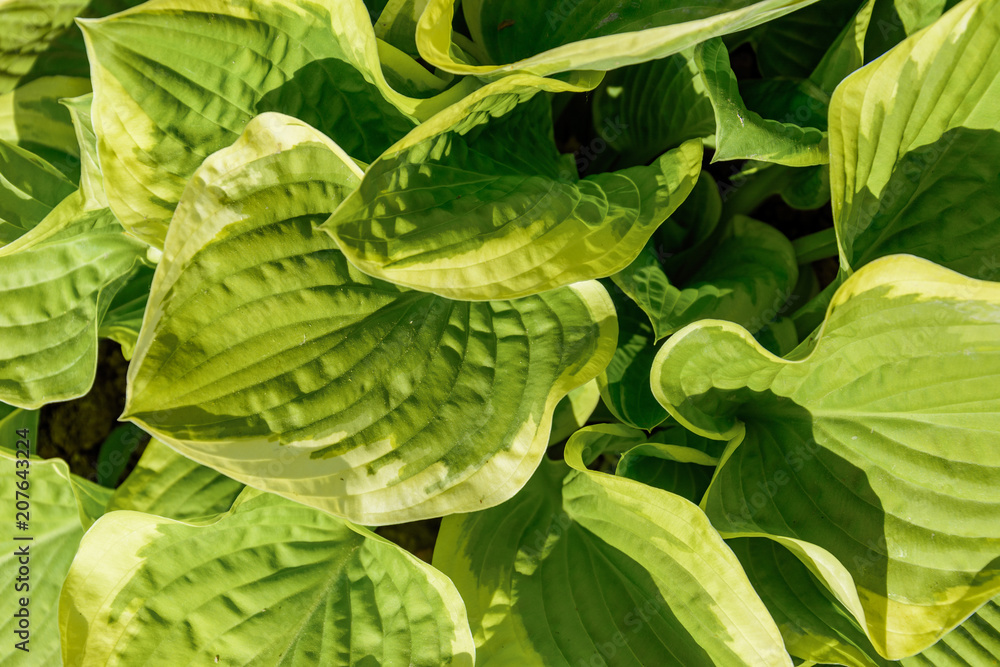 Fototapeta premium Hosta are widely-cultivated ground cover plants need very little sun