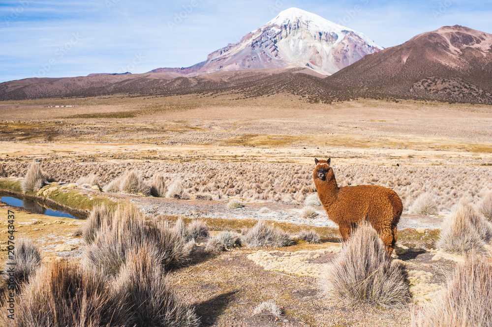 Lama in the Bolivian Altiplano Lama in the Bolivian Altiplano