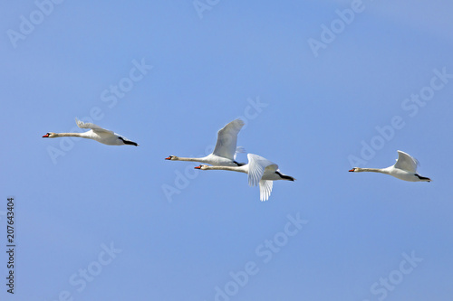 a flock of white swans flying  on the background blue sky