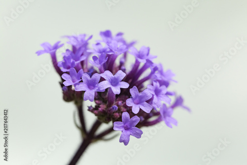 Tableau sur toile Verbena bonariensis