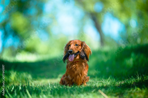 Hunting dog in the woods.