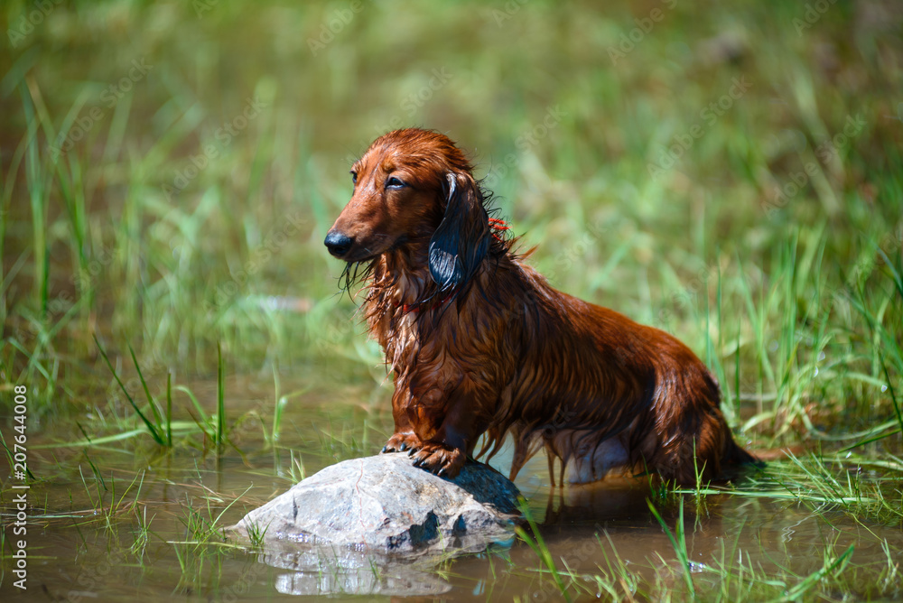Hunting dog in the woods.